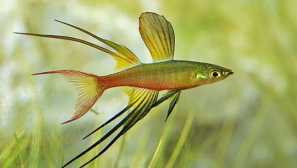 Iriaterina verner: sadržaj, kompatibilnost, reprodukcija, fotografija